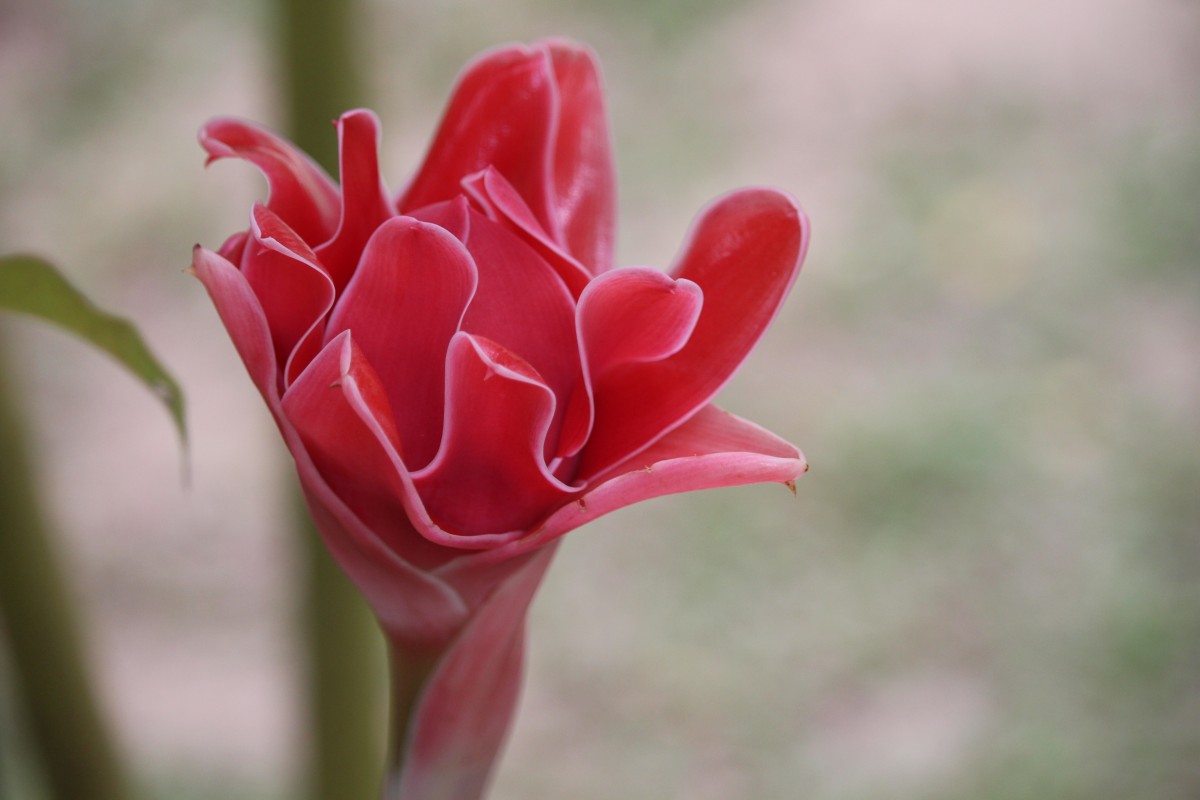 Etlingera elatior (Jack) R.M.Sm.